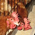 The Houghton Trust - Promoting research into poultry diseases