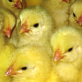 The Houghton Trust - Promoting research into poultry diseases